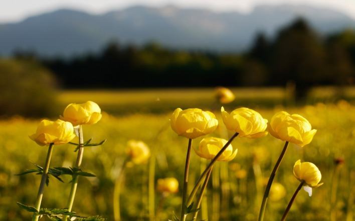 лютики цветы желтые поле