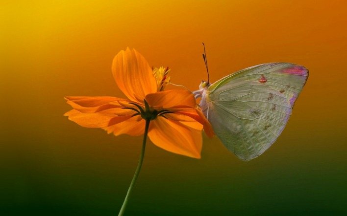 цветок бабочка крупный план размытость оранжевый фон
