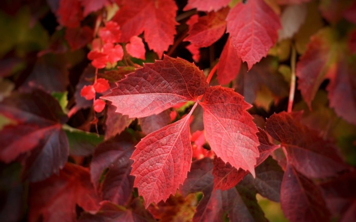 осень листья осенние красный листок