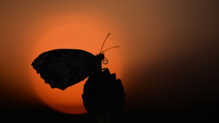 бабочка силуэт закат макро тень
