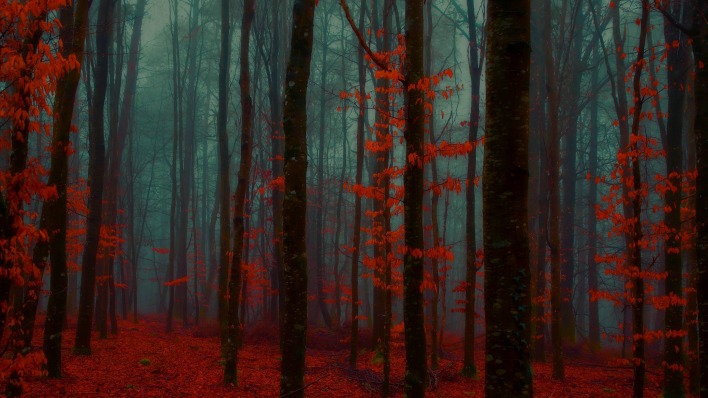 осень лес мрак красный лес