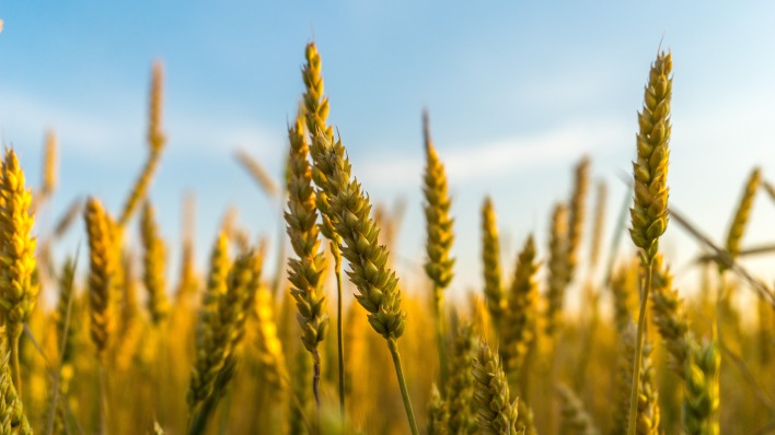 колосья крупный план пшеница лето лучи