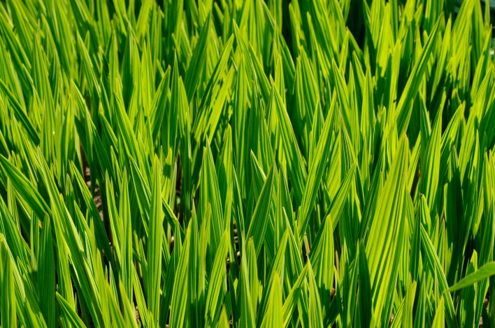 трава высокая зеленая крупный план