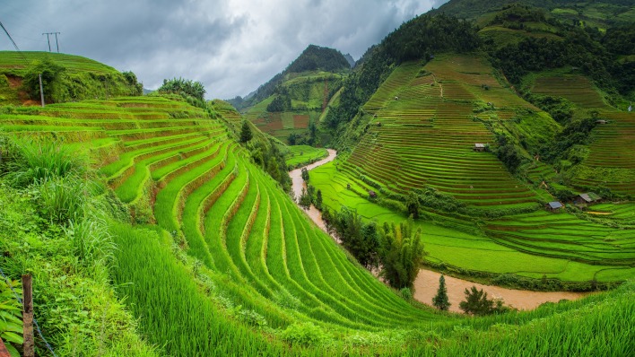 рисовые поля холмы зелень склон