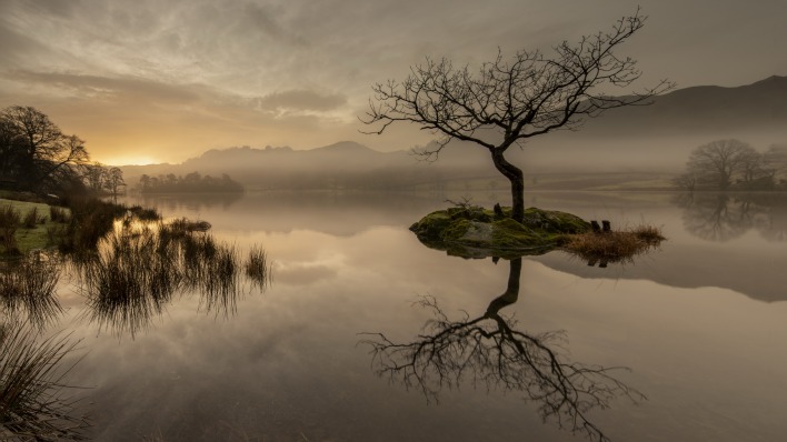 остров одинокое дерево озеро туман рассвет утро