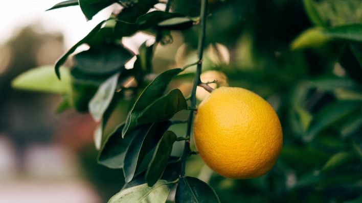 лимон ветка растение цитрус