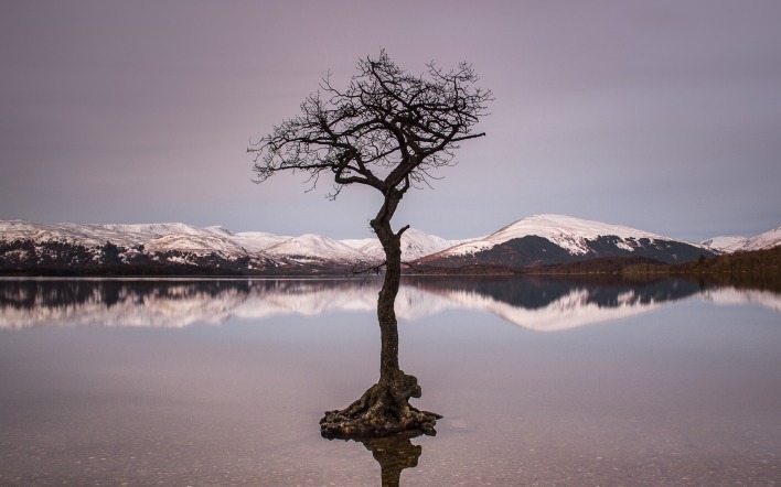 дерево озеро водоем отражение