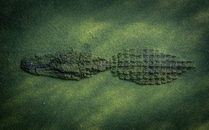 крокодил тина