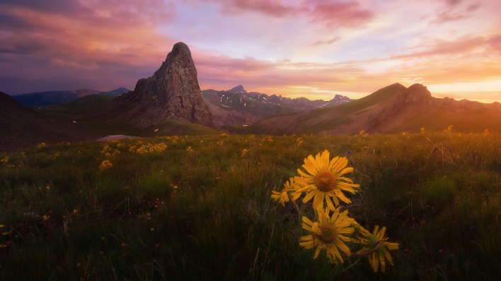 горы поле цветы закат