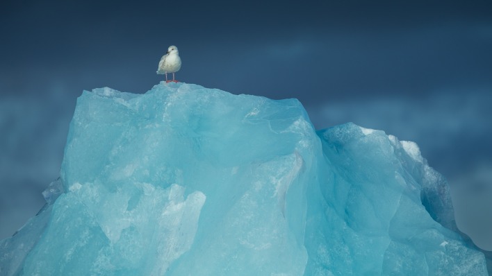 лед чайка айсберг льдина