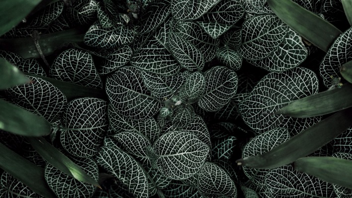 листья фиттония растение кусты