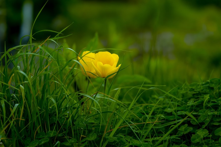 трава зелень цветок желтый