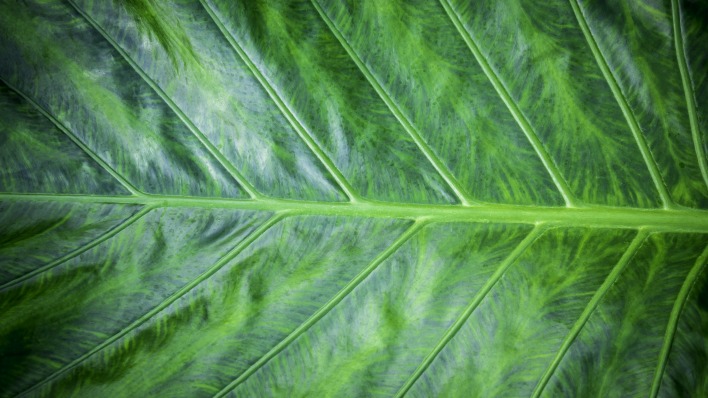 лист макро зеленый