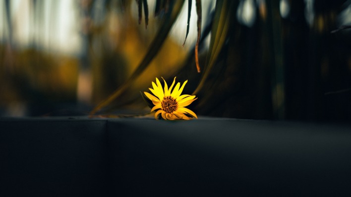 цветок желтый контраст
