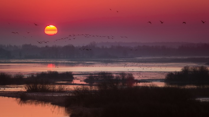 закат болото птицы багровый