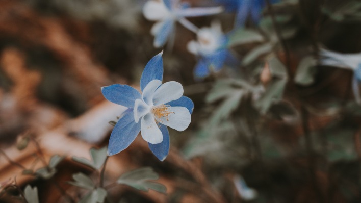 цветок голубой аквилегия