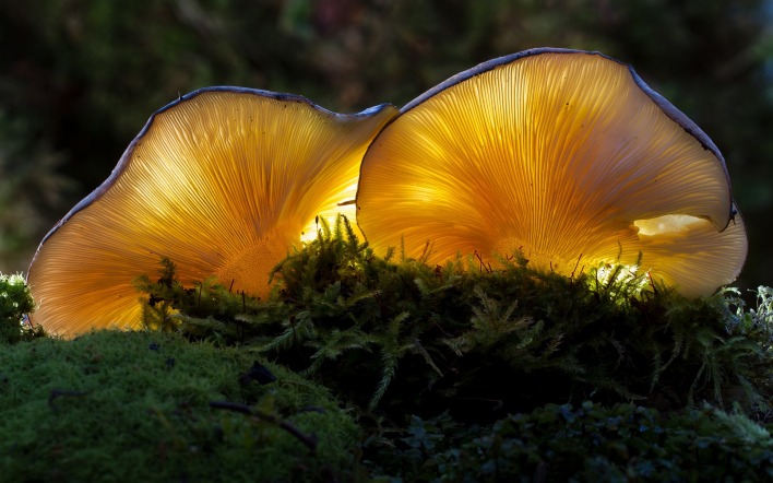 грибы свечение сыроежка мох