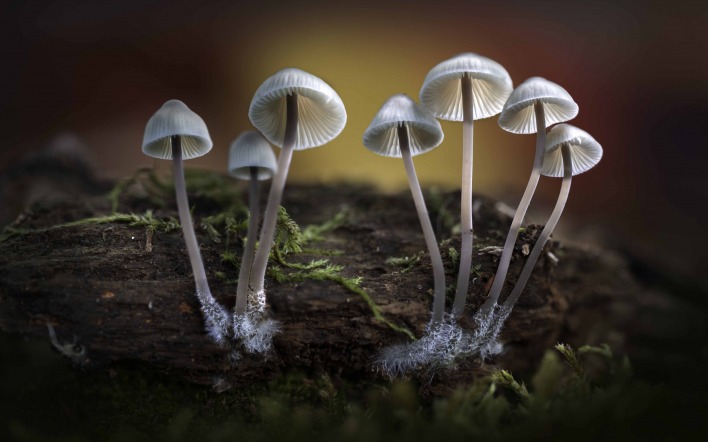 грибы макро пень мох