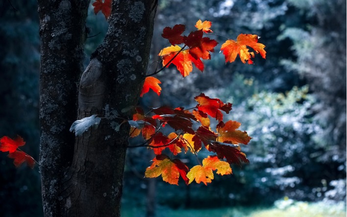 клен ствол листья осень