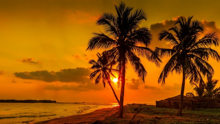 закат пальмы берег