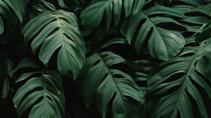 листья монстера лиана тропический