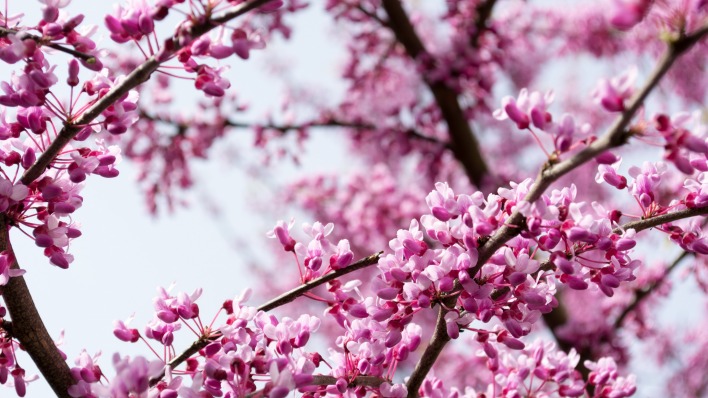 цветение ветви розовый сакура