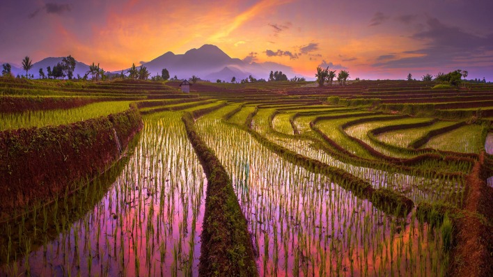 рисовые поля на закате