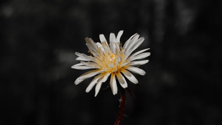 ромашка цветок белый темный фон