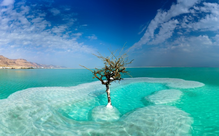 дерево море соль