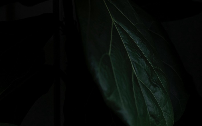 лист зеленый темнота