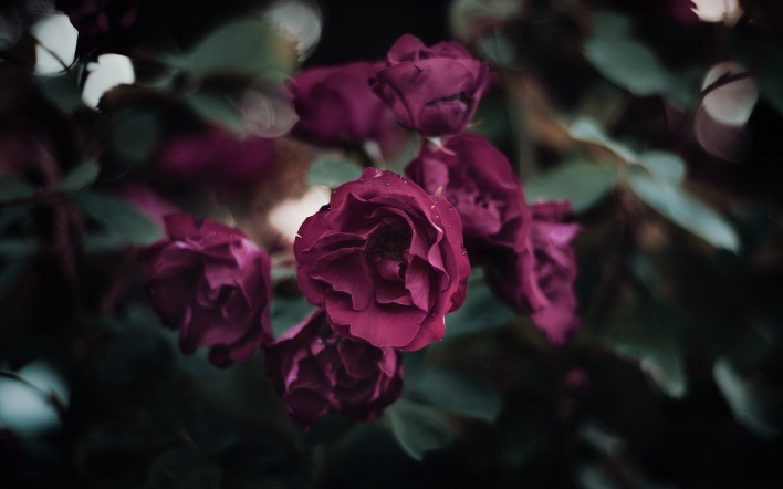 роза кустовая бордовый