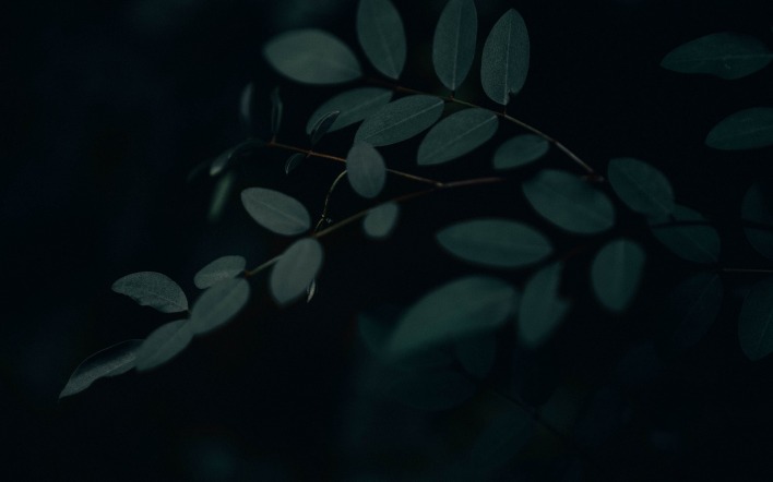 ветка листья мрак
