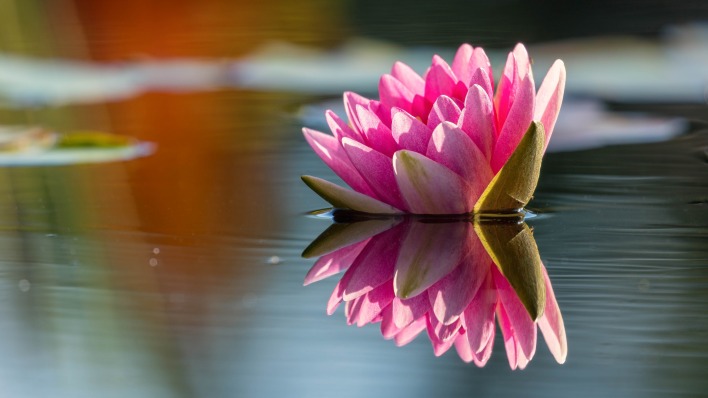 кувшинка розовая четырехгранная озеро отражение