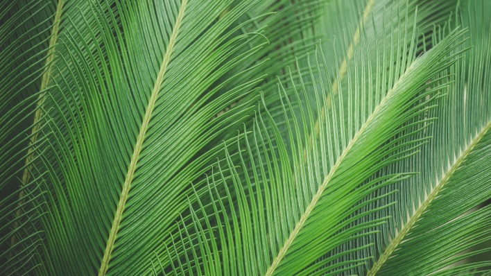 пальма ветка папоротник листья