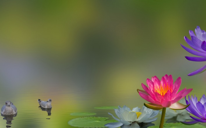 кувшинки водоем утки цветы