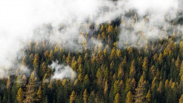 лес туман облака высота