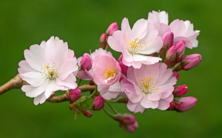ветка розовый цветение цветы