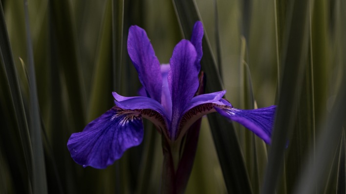 цветок фиолетовый в траве