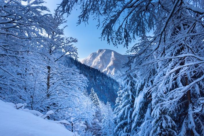 лес горы снег зима ветви