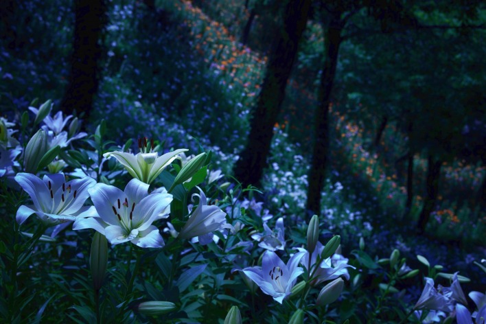 цветы склон лес мрак