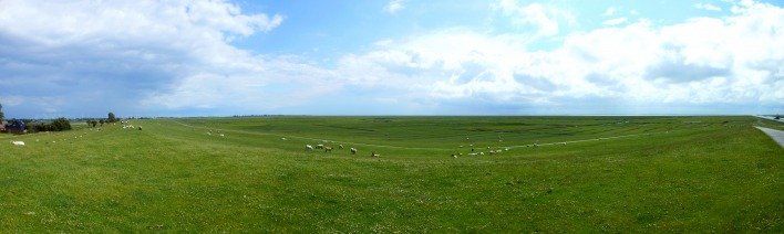 поле небо овцы