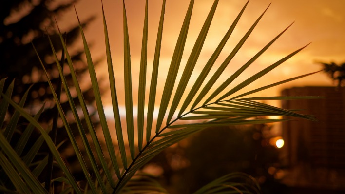 пальмовая ветвь на закате размытый фон