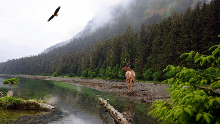 природа лес река олень орел