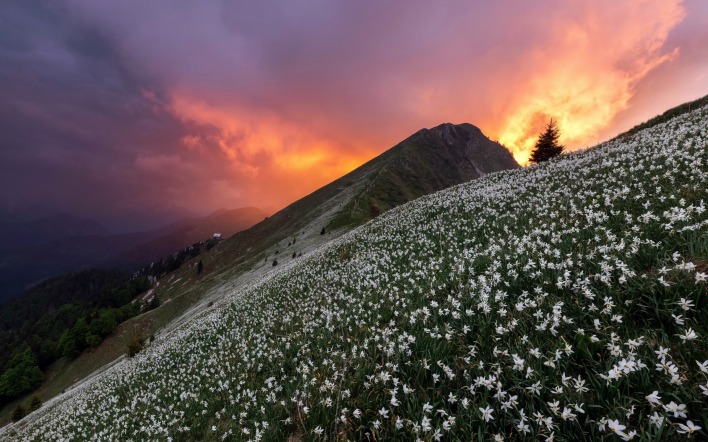 склон гора цветы белые тучи закат
