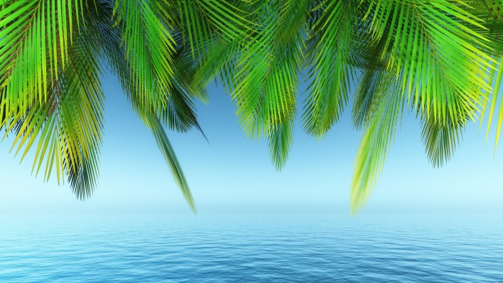 пальма море горизонт