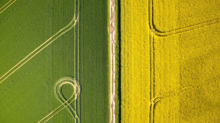 поля контраст зеленый желтый дорога ландшафт
