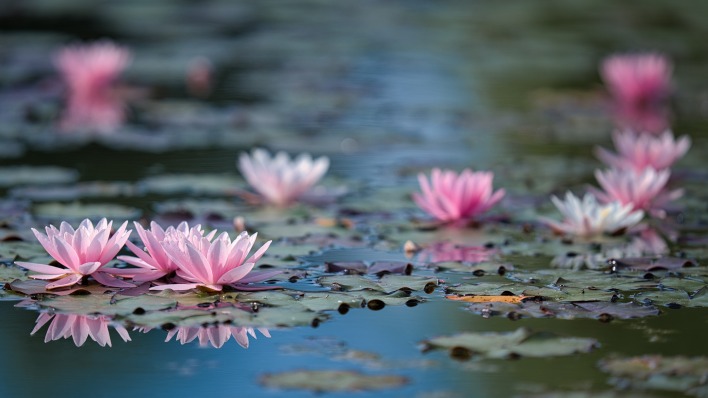 кувшинки озеро цветы