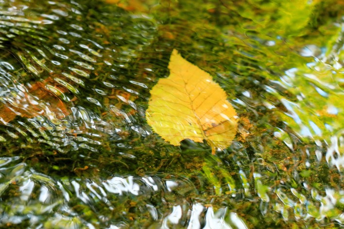 осень листок вода рябь