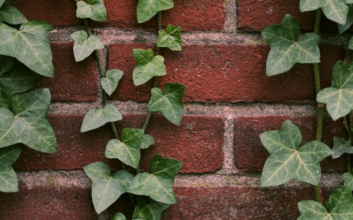 стена кирпичная растение листья