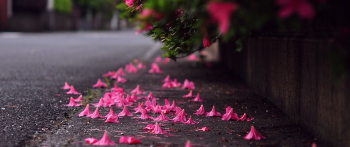 цветки асфальт розовые ветка опавшие